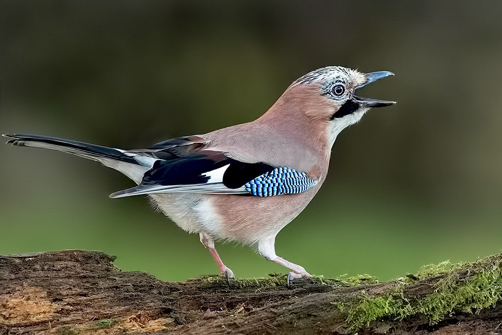 Eurasian Jay