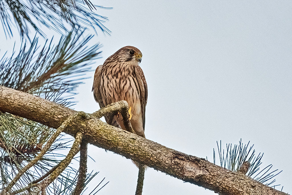 Kestrel