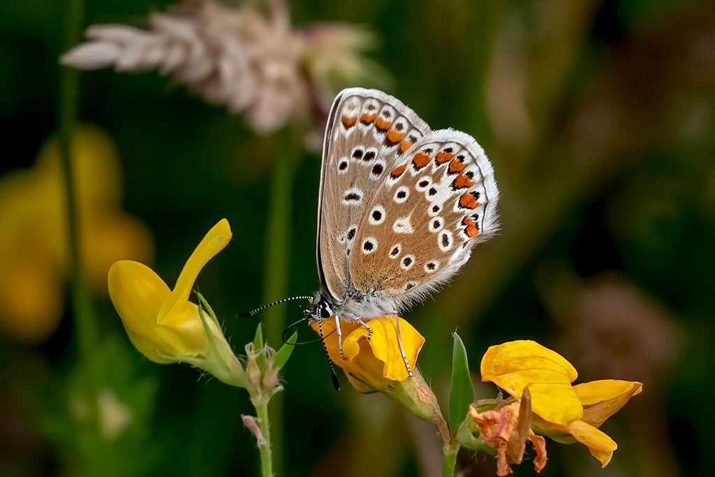 Common Blue