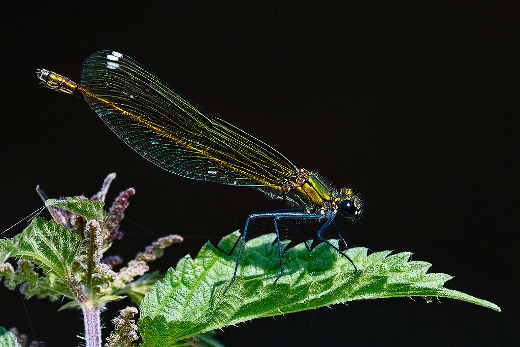 Banded Demoiselle