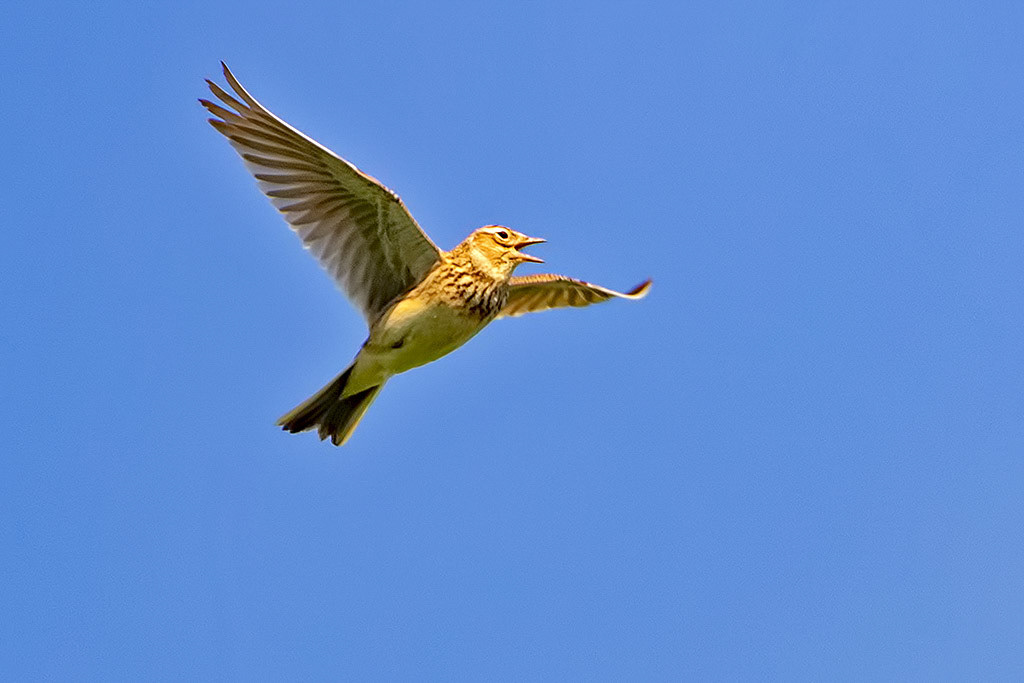 Skylark