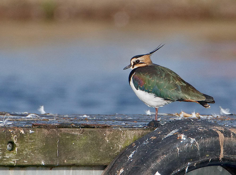 Lapwing
