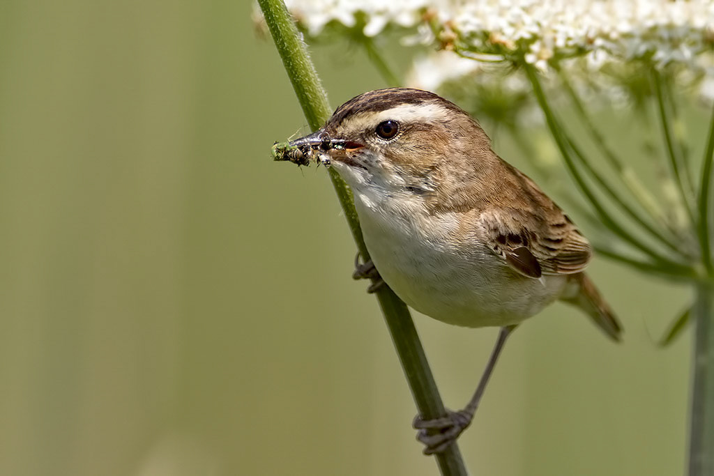 Sedge Warbler