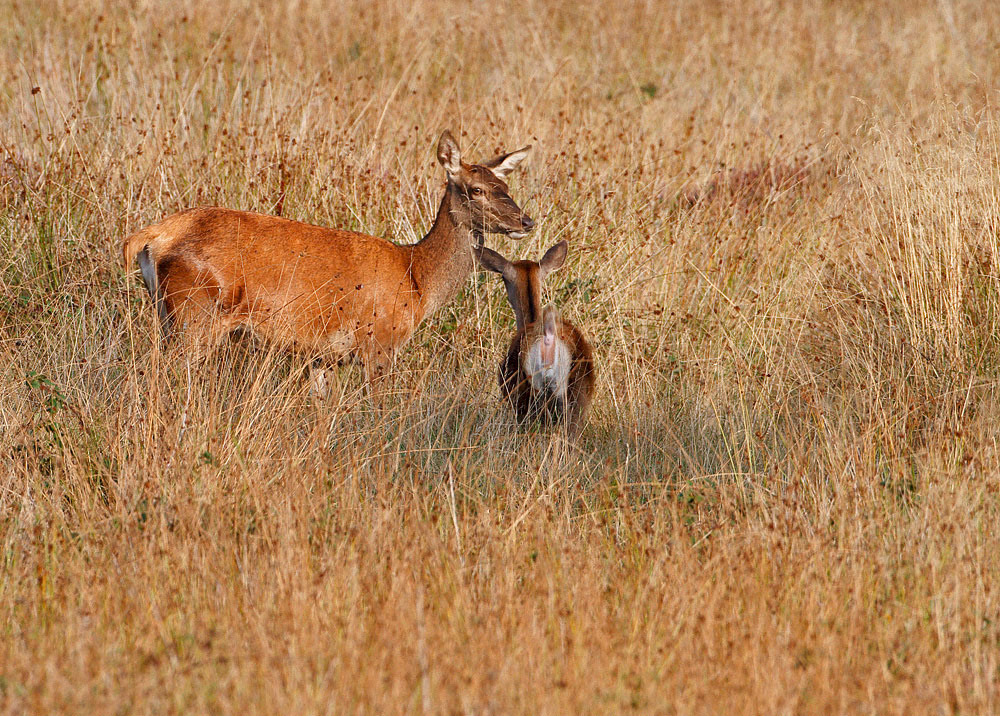 Red Deer