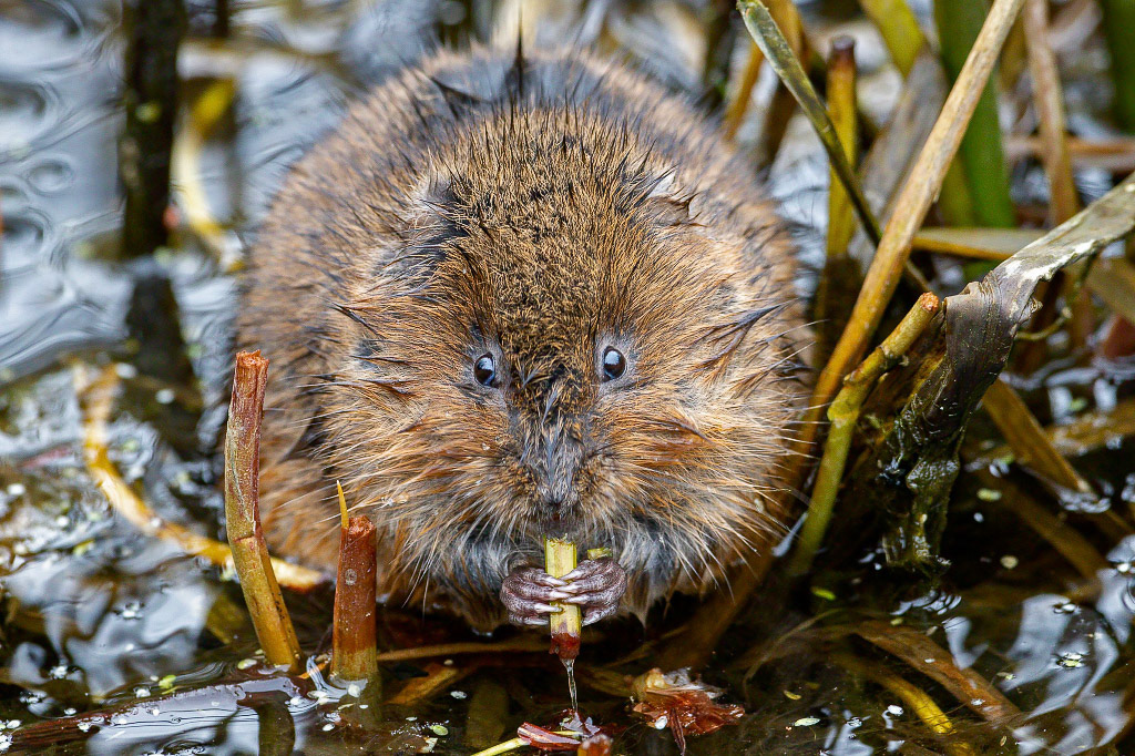Water Vole