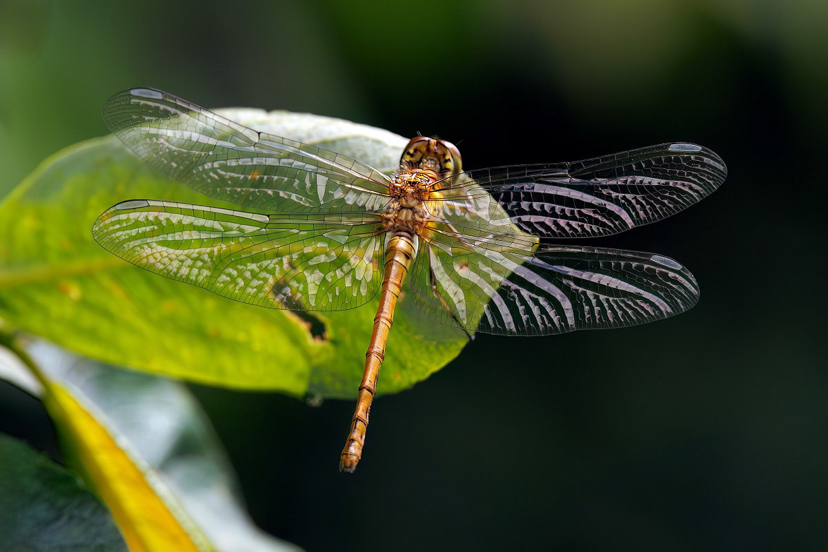 Common Darter