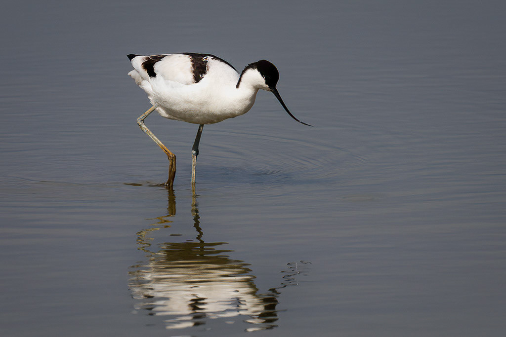 Avocet