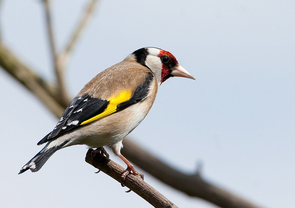 Goldfinch