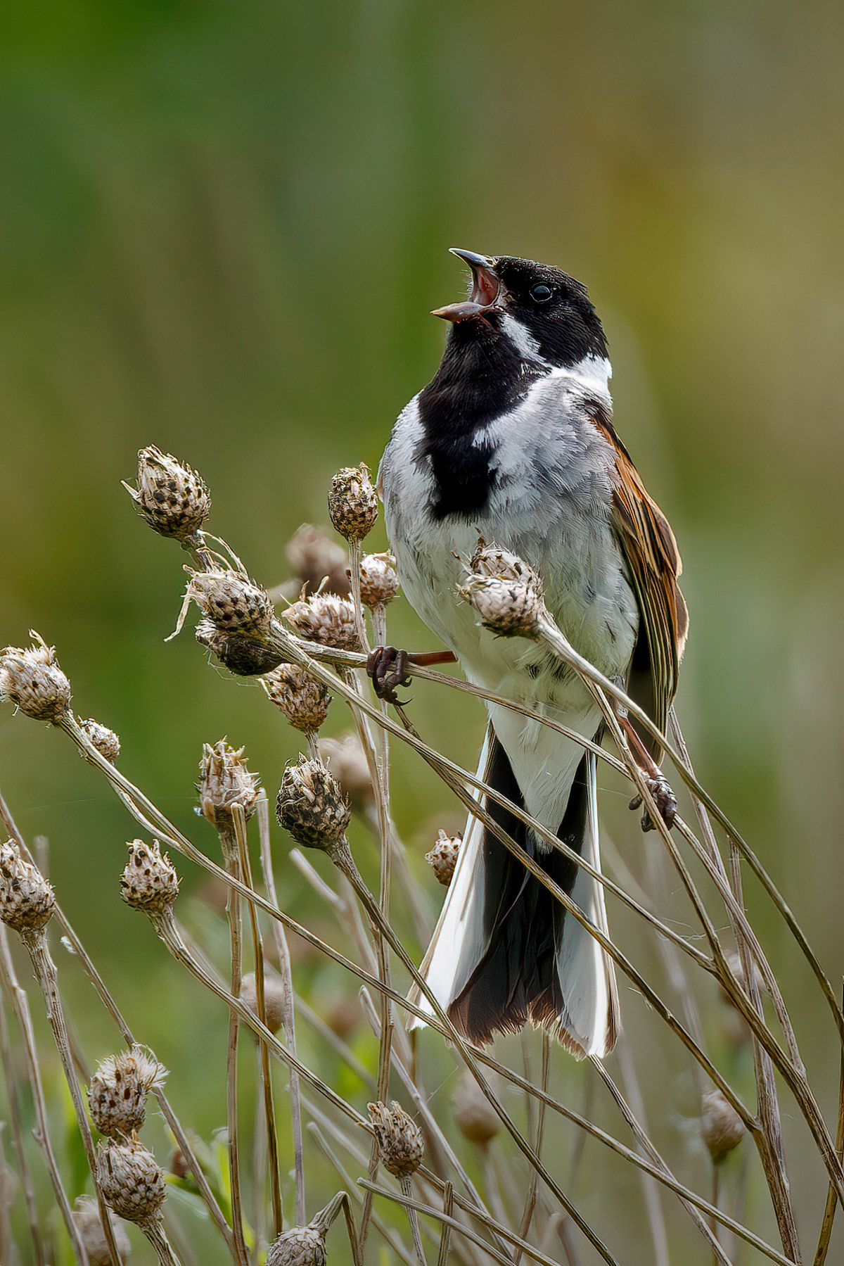 Reed Bunting