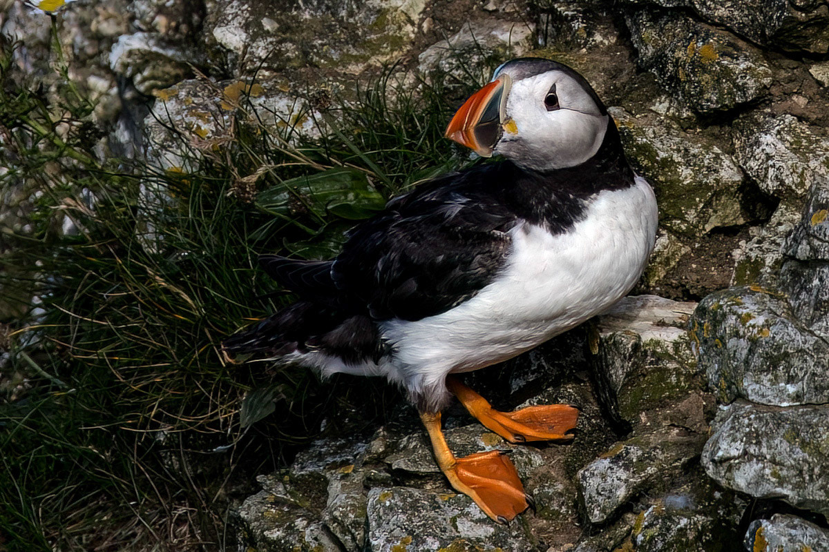 Puffin