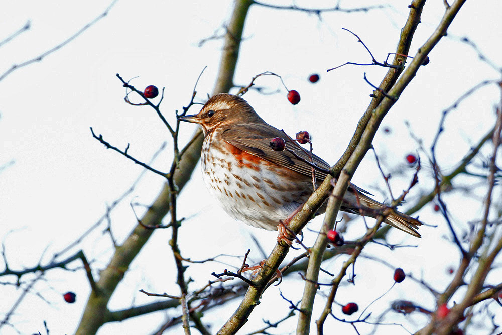 Redwing