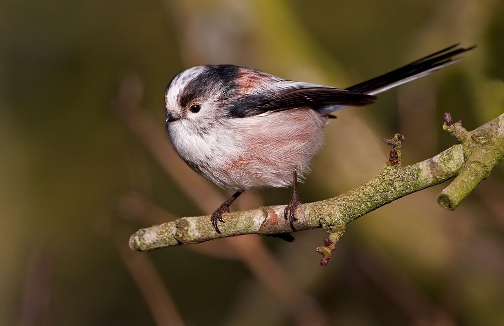 Long-tailed Tit
