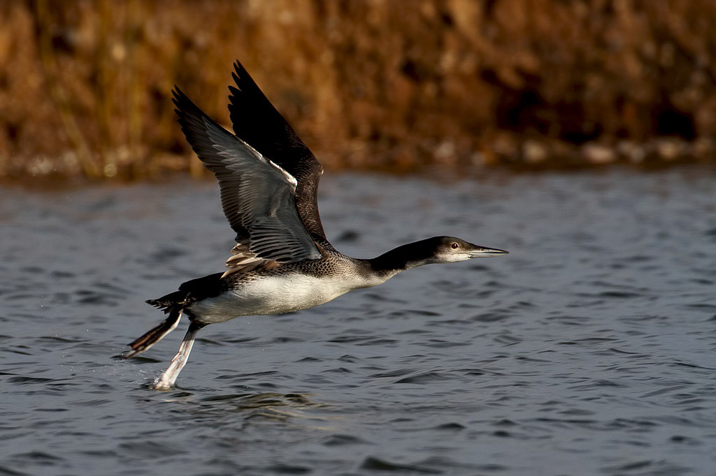 Great Northern Diver