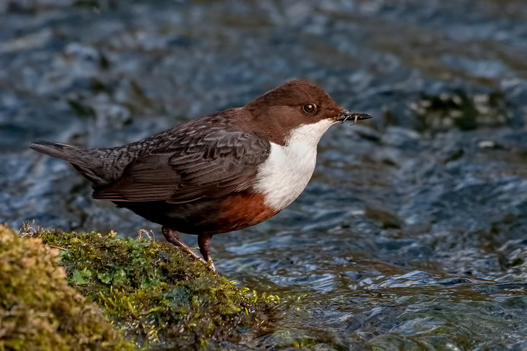 Dipper