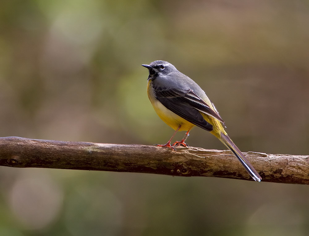 Grey Wagtail
