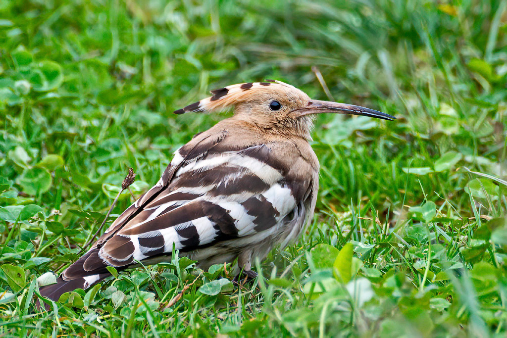 Hoopoe