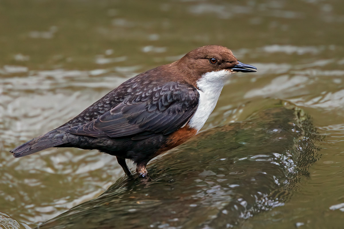 White-throated Dipper