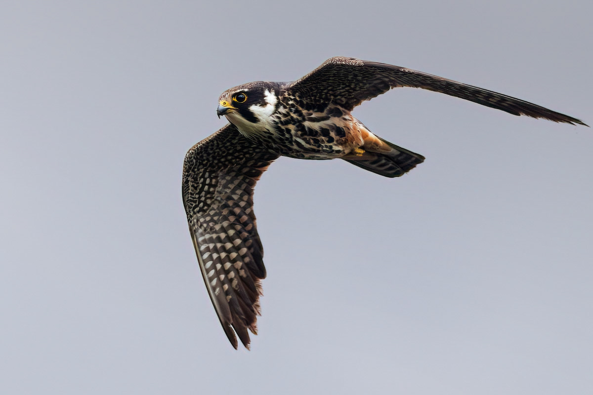 Hobby
