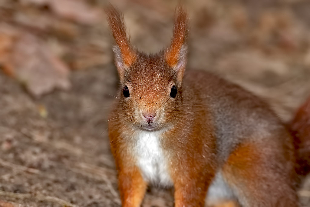 Red Squirrel
