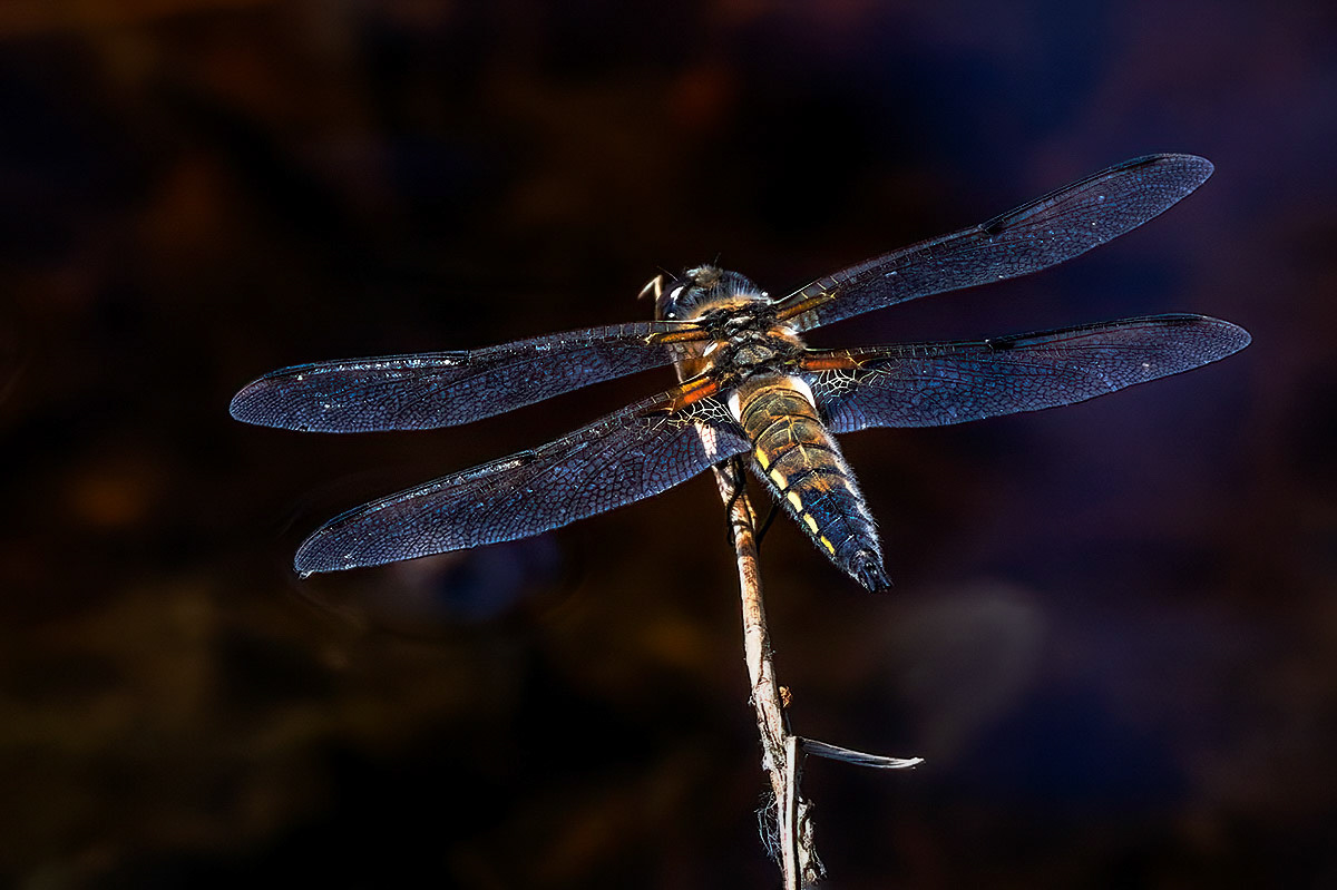 Four-spotted Chaser