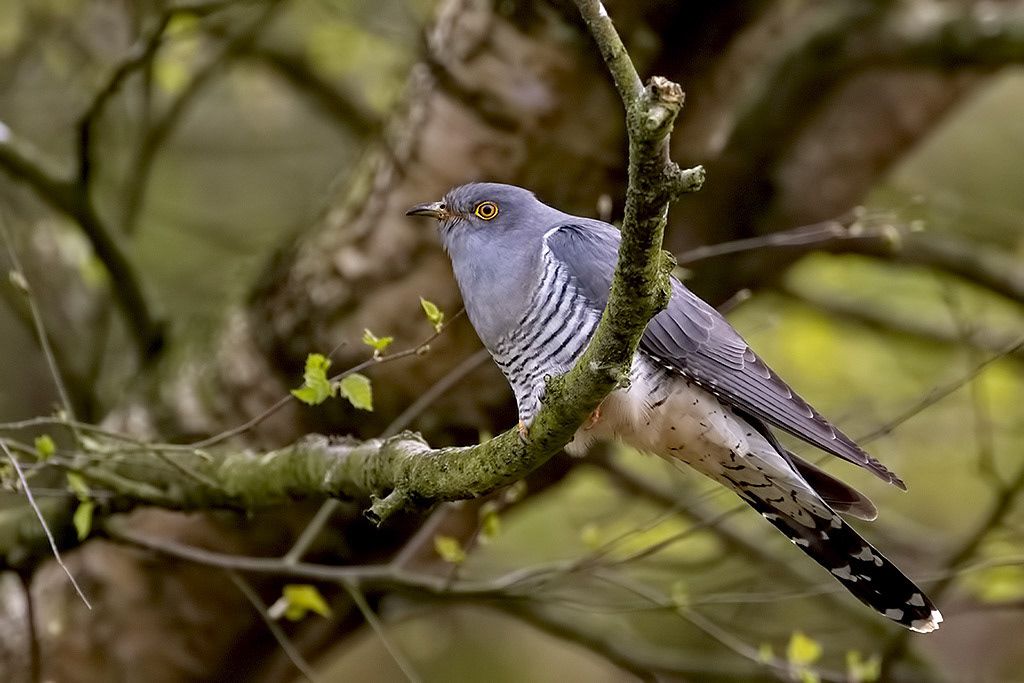 Cuckoo