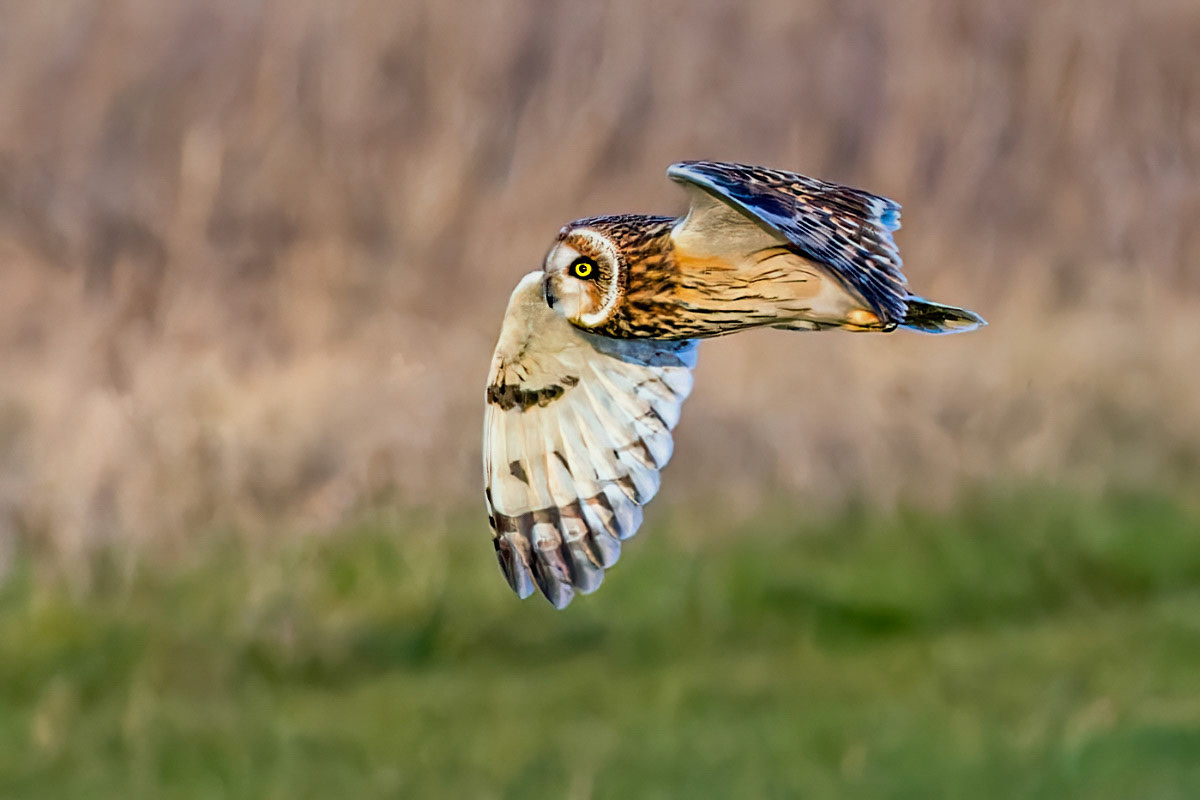 Short-eared Owl