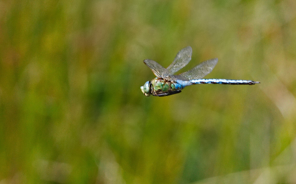 Emperor Dragonfly