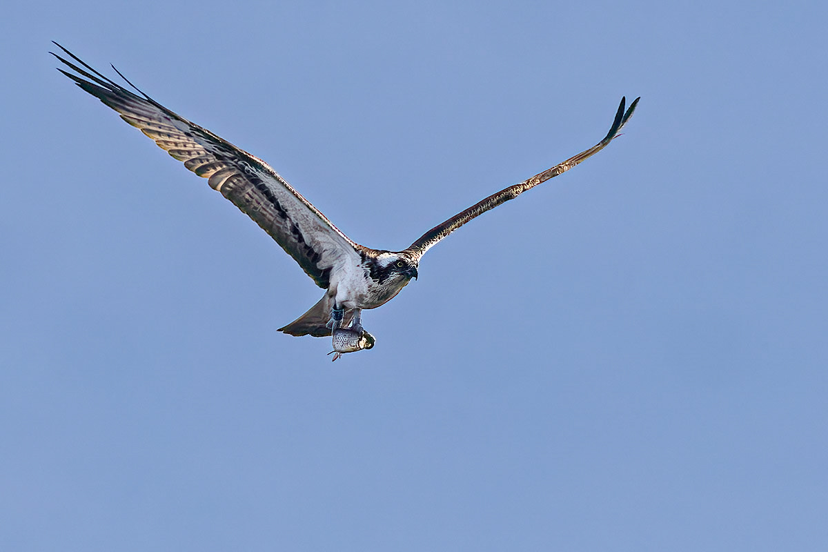 Osprey