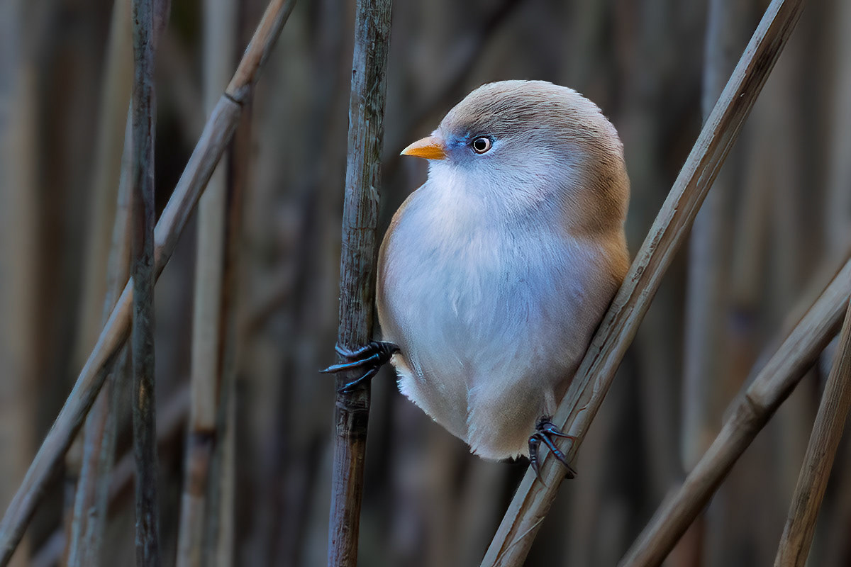 Bearded Tit