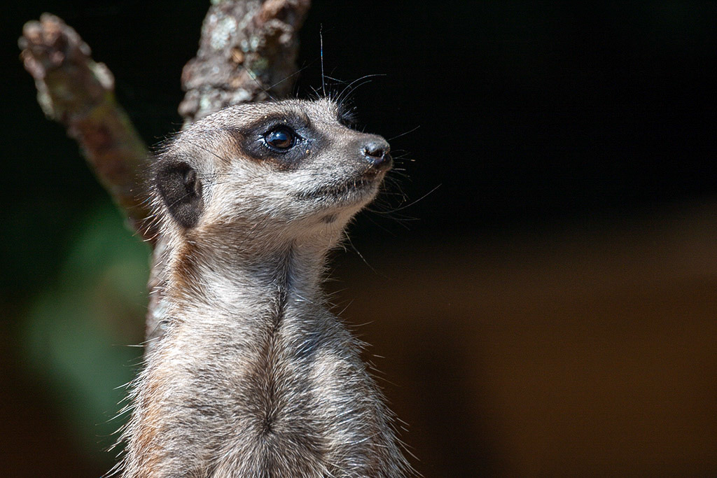 Meercat