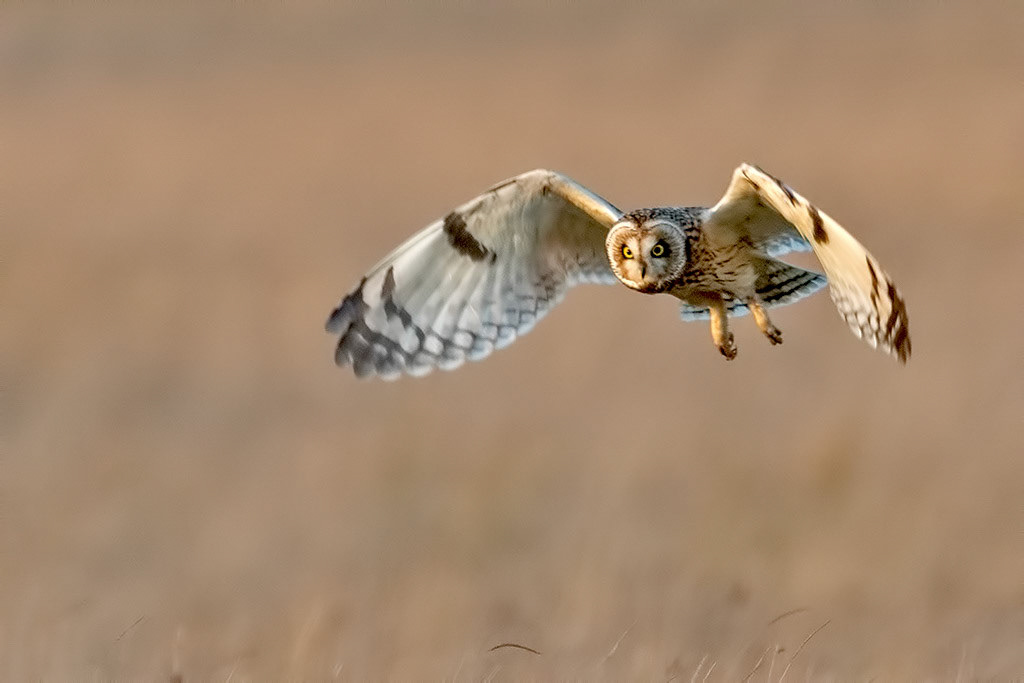 Short-eared Owl