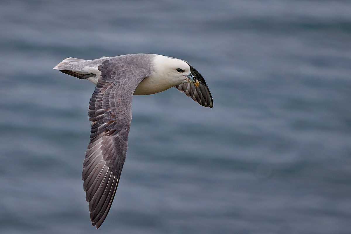 Fulmar
