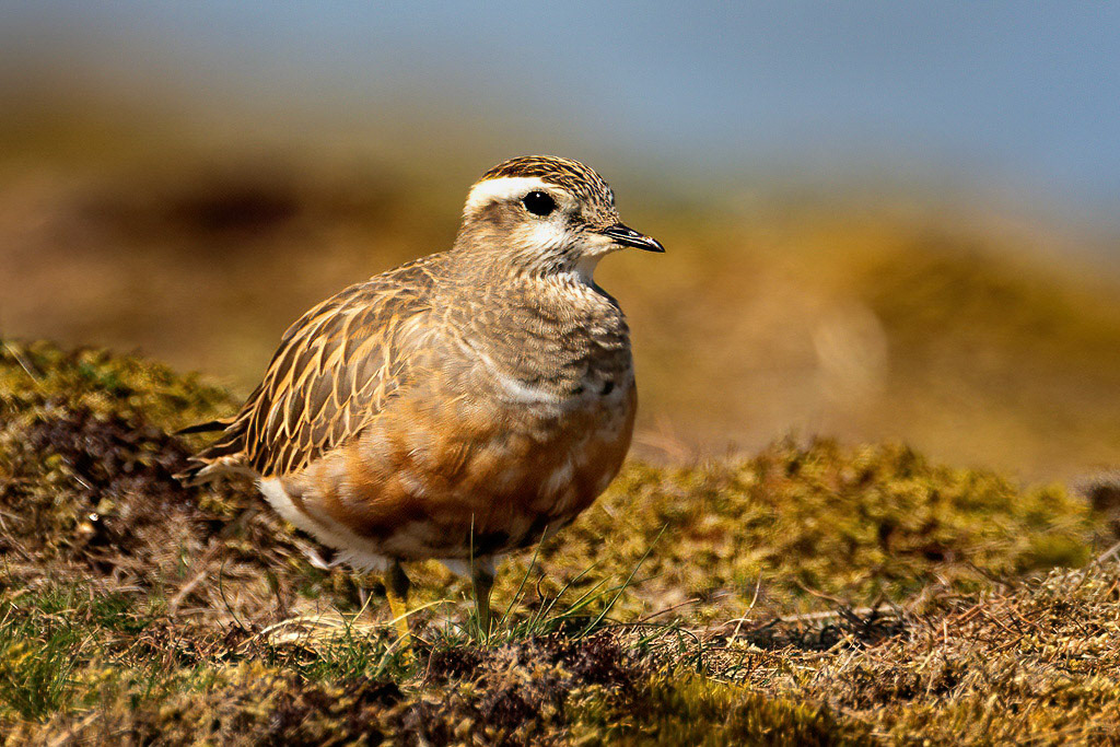 Dotterel
