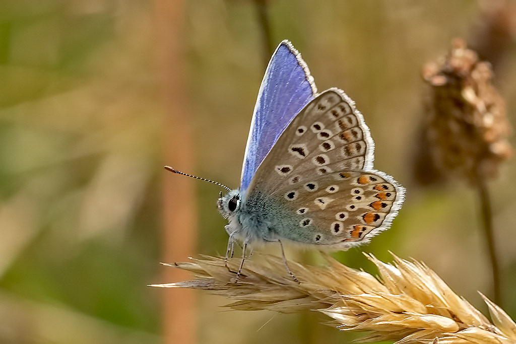 Common Blue