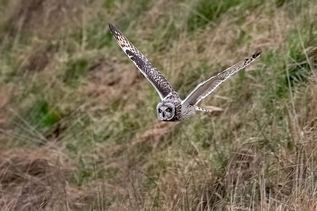 Short-eared Owl