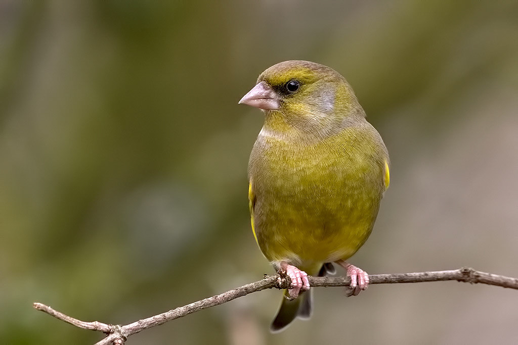 Greenfinch