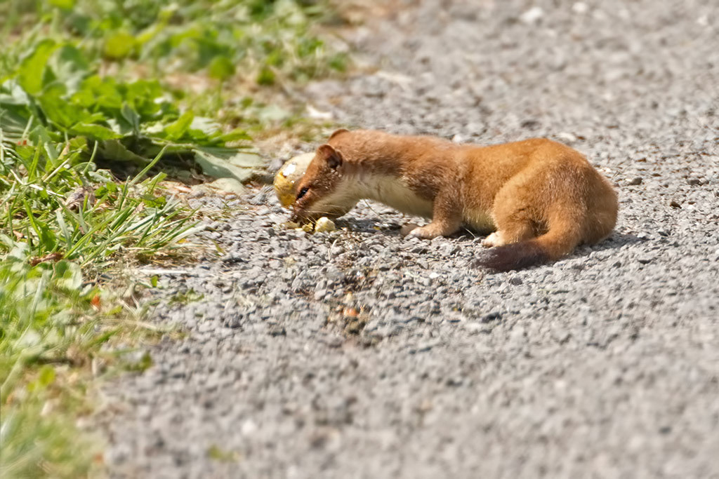 Stoat