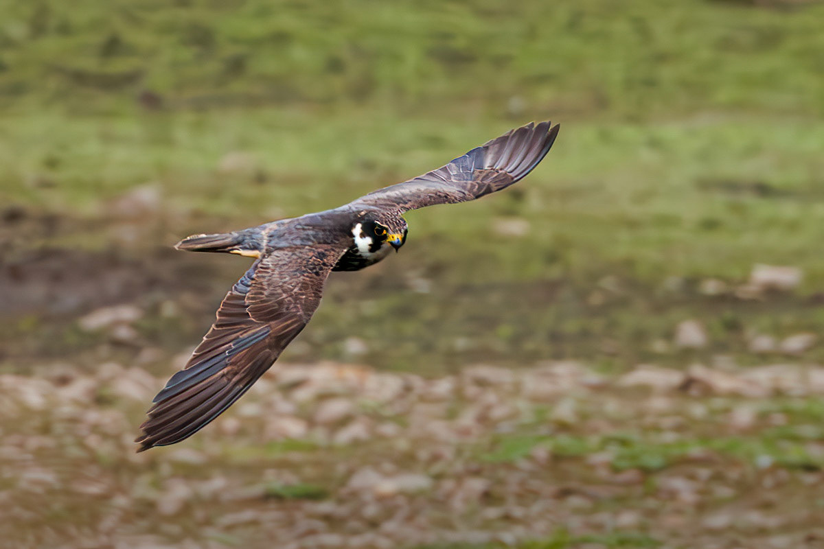 Hobby