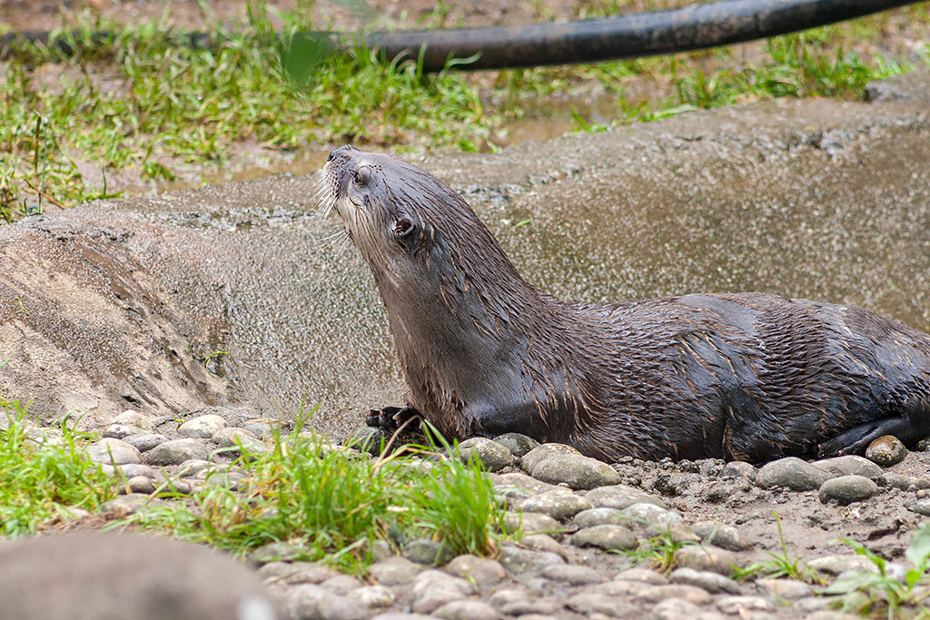 Eurasian Otter