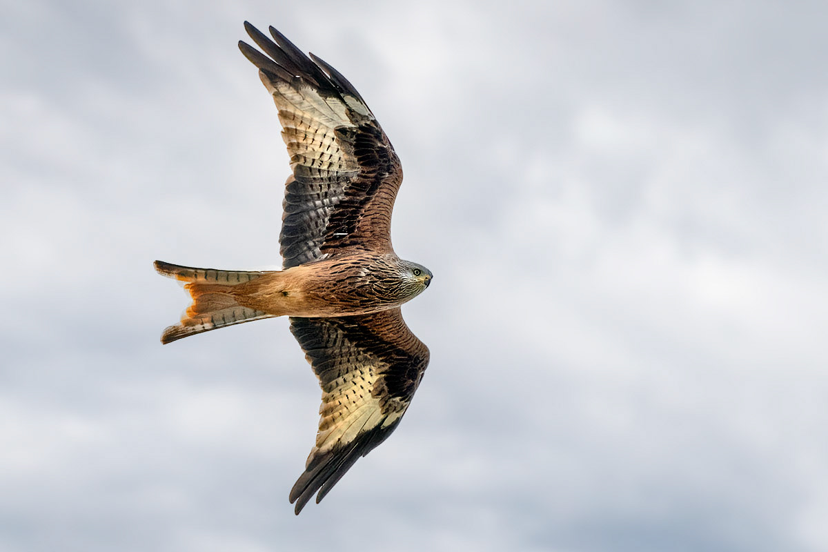 Red Kite