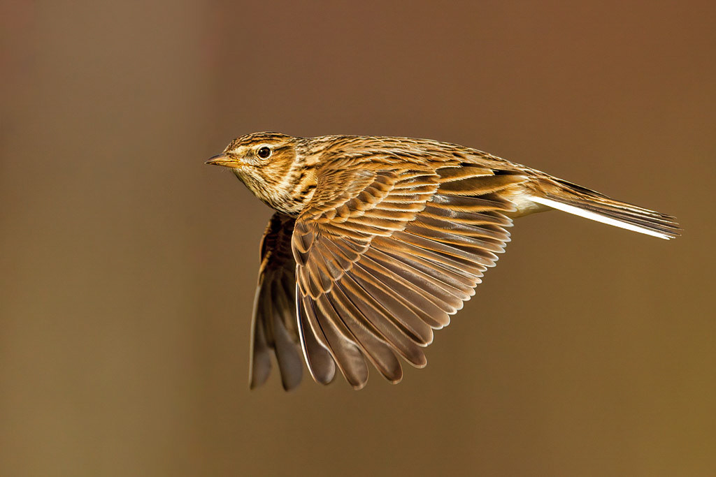 Skylark