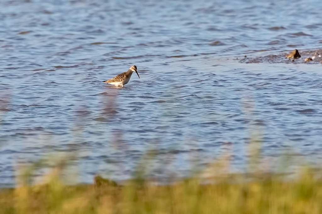 Curlew Sandpiper