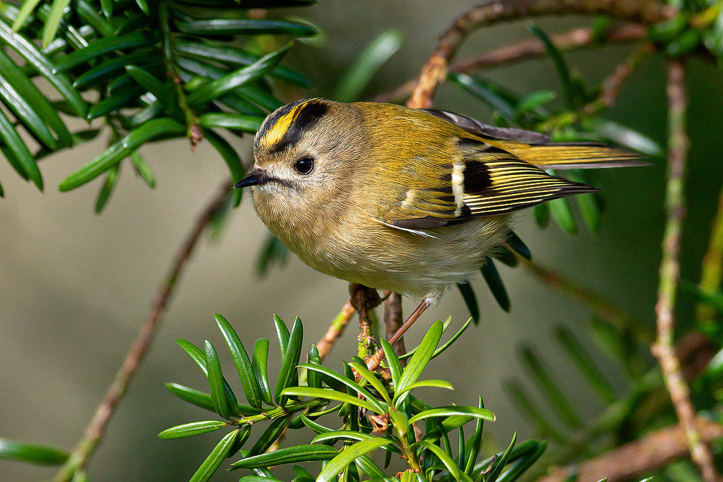 Goldcrest