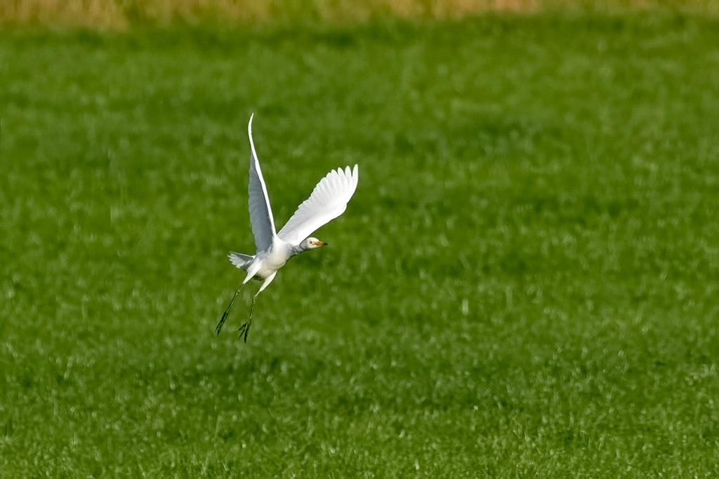 Western Cattle Egret