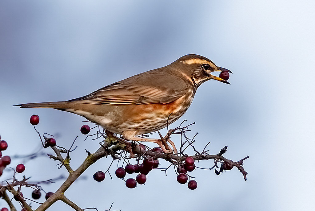 Redwing
