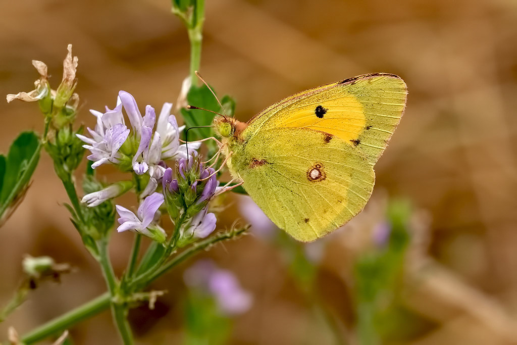 Clouded Yellow Butterfly