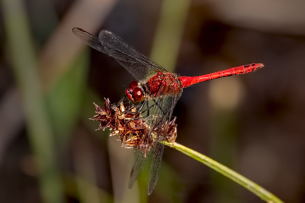 Ruddy Darter