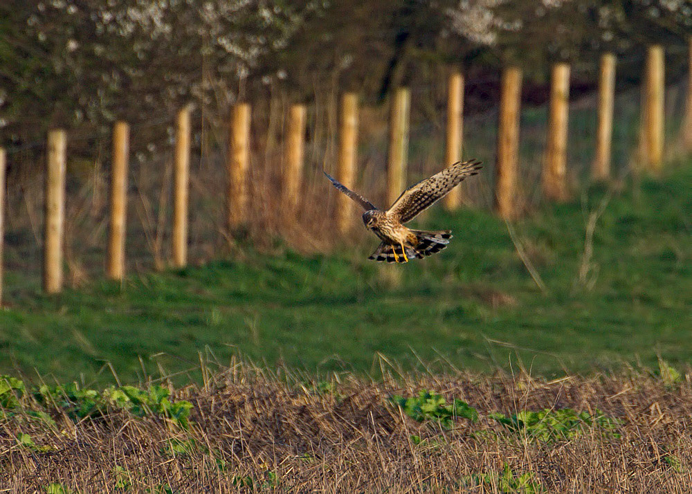 Hen Harrier