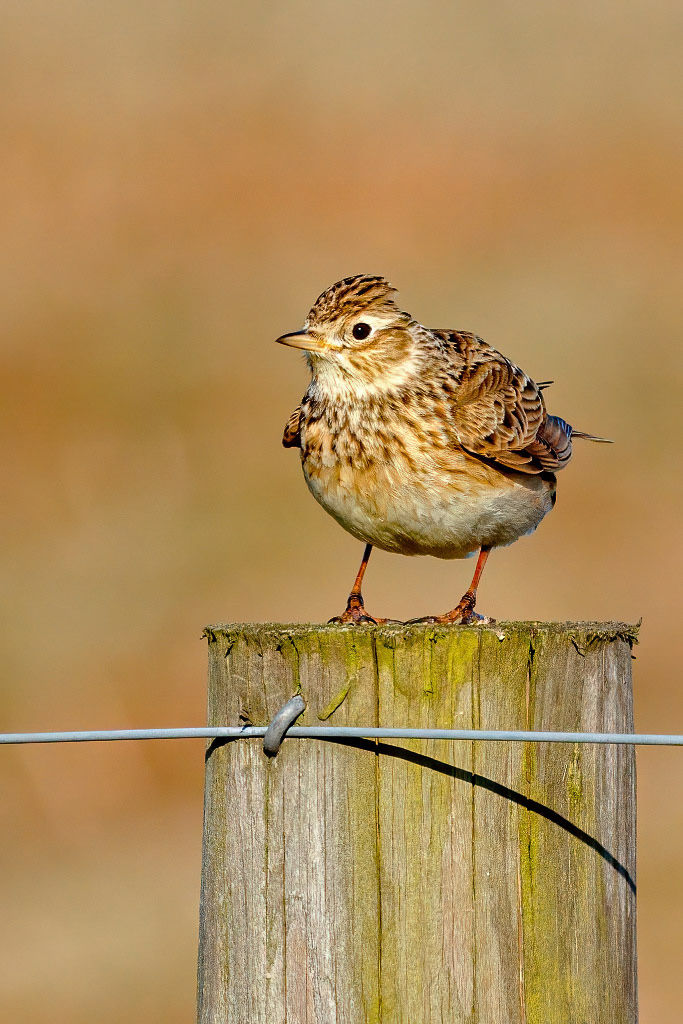 Skylark