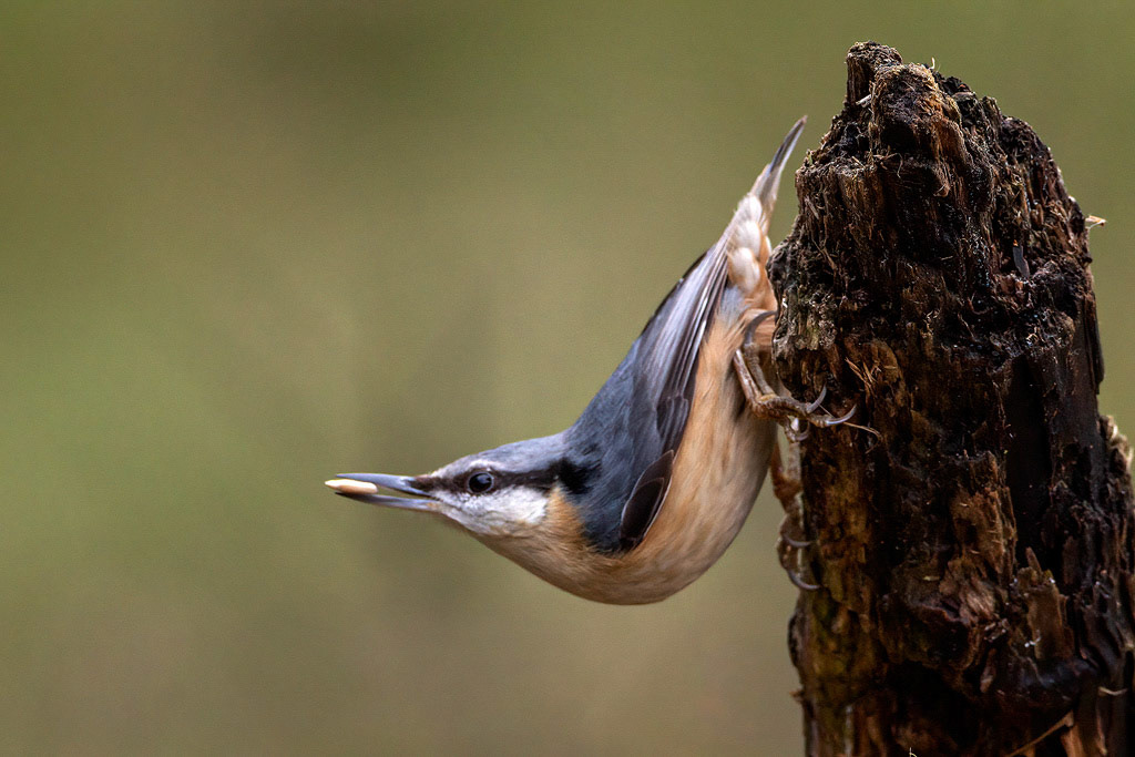 Nuthatch